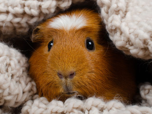 Guinea pig in a blanket