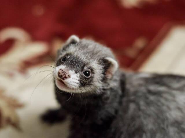 Ferret