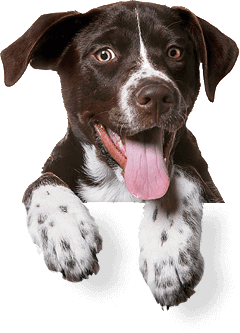 American Pitbull Terrier  Centerville Animal Hospital