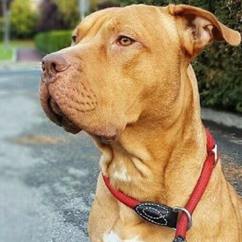 Large pitbull breed best sale